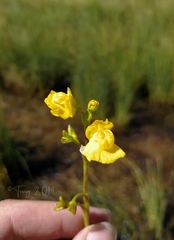 Utricularia australis