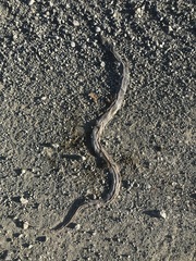 Coluber constrictor mormon