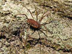 Hadrobunus maculosus