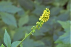 Agrimonia striata