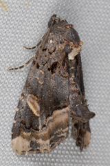 Homophoberia apicosa