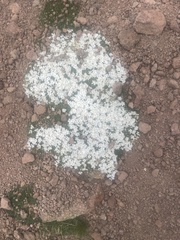 Phlox condensata