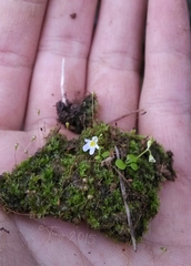 Utricularia furcellata