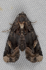 Homophoberia apicosa