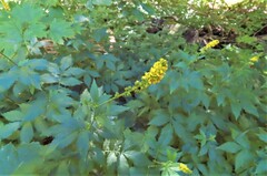 Agrimonia striata