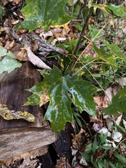 Acer floridanum