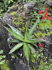 Agave funkiana