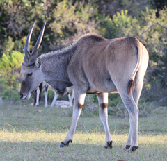 Tragelaphus oryx oryx