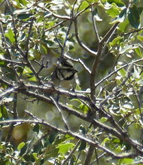 Baeolophus wollweberi