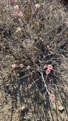 Eriogonum elongatum