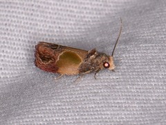 Eumarozia malachitana