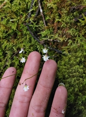 Utricularia brachiata