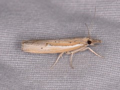 Fissicrambus quadrinotellus