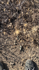 Centaurea melitensis