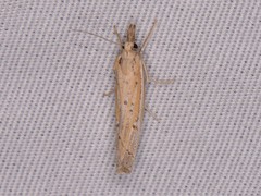 Fissicrambus quadrinotellus