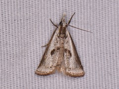 Microcrambus croesus