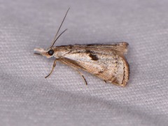 Microcrambus croesus
