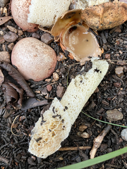 Phallus hadriani