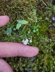 Utricularia multicaulis
