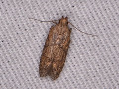 Hypatima