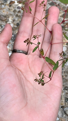 Euphorbia nutans