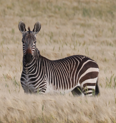 Equus zebra zebra