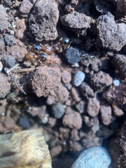 Pheidole pilifera