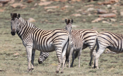 Equus quagga chapmani