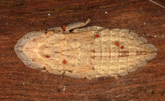 Ledromorpha planirostris