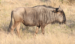 Connochaetes taurinus taurinus