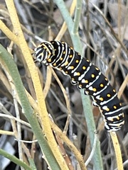 Papilio polyxenes rudkini