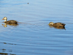 Anas platyrhynchos × fulvigula