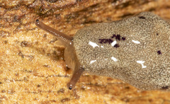 Cystopelta purpurea