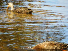Anas platyrhynchos × fulvigula