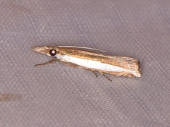 Crambus quinquareatus