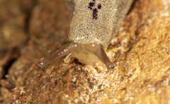Cystopelta purpurea