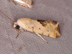 Ponometia libedis