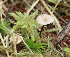 Paragymnopus perforans