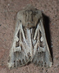 Eucoptocnemis optabilis