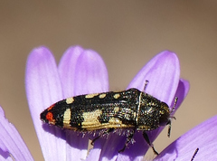 Acmaeodera amabilis