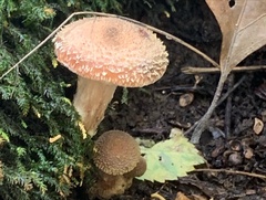 Armillaria gallica