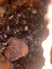 Formica fusca
