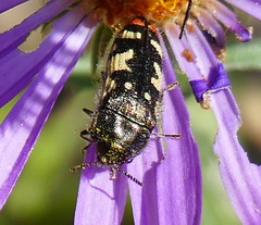 Acmaeodera amabilis