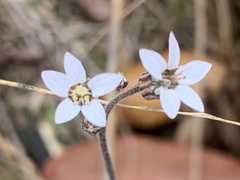 Jepsonia parryi