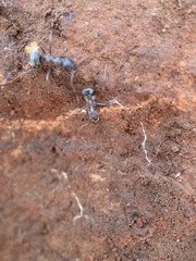 Formica fusca