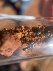 Formica fusca
