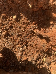 Formica fusca