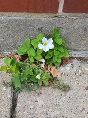 Chaenostoma cordatum