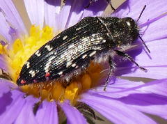 Acmaeodera rubronotata