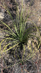 Agave striata